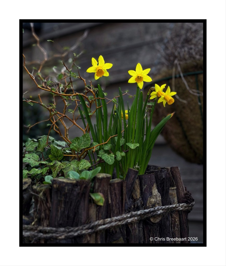 Plant arrangement featuring vibrant yellow daffodils and green foliage in a rustic wooden pot.