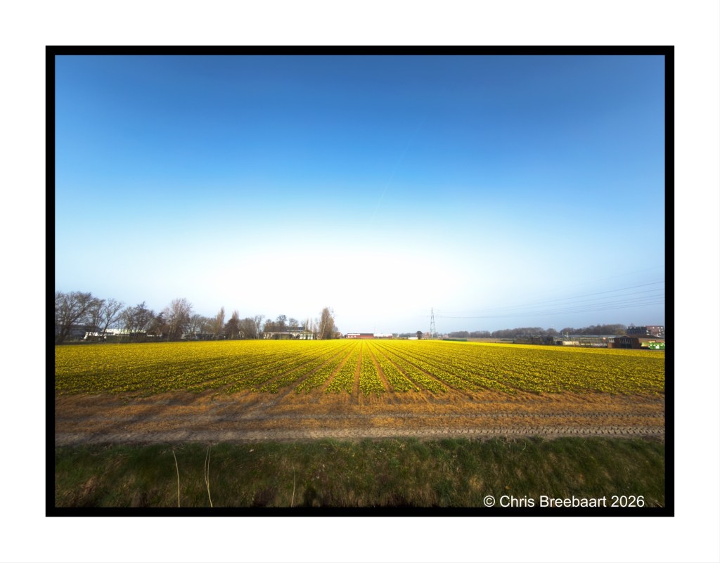 Vast field of yellow flowers under a clear blue sky, with distant buildings and trees along the horizon.