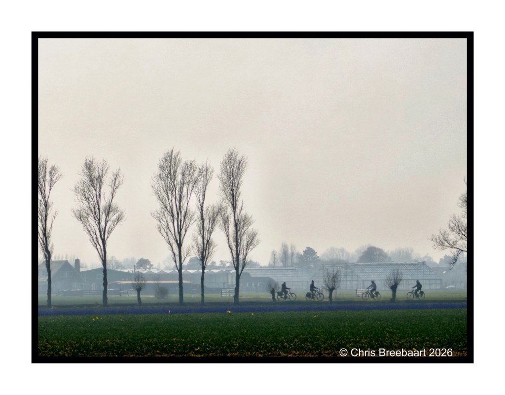 A misty landscape featuring a row of tall trees along a grassy field, with several cyclists riding in a line in the distance.