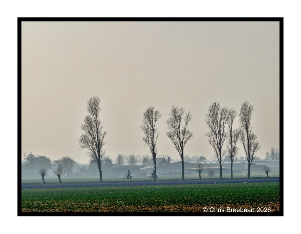 A silhouette of tall, leafless trees against a misty sky, with two cyclists riding along a green field in the foreground.