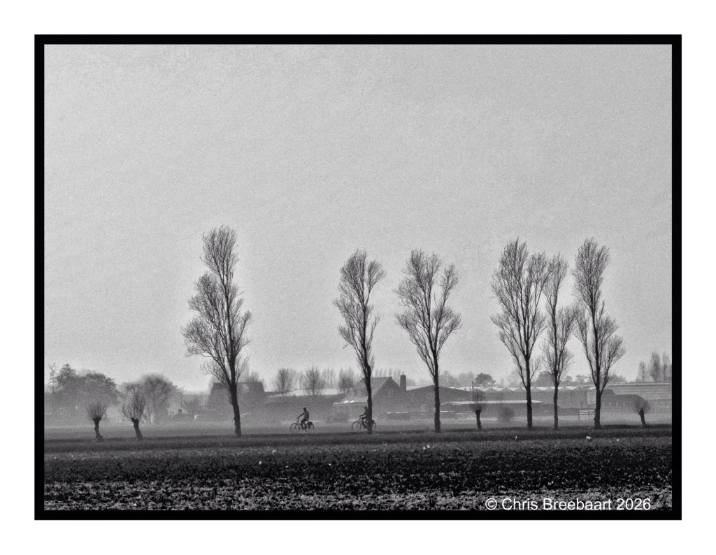 A black and white landscape featuring tall, bare trees against a foggy background, with cyclists riding along a path in the foreground.