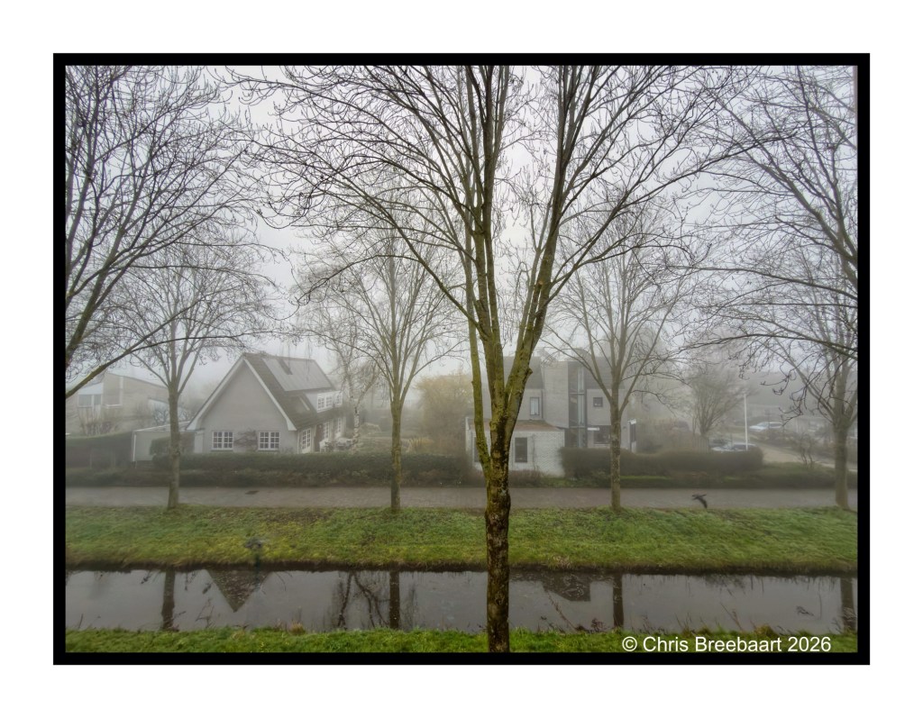A foggy scene featuring bare trees lining a canal with residential houses in the background, creating a tranquil and atmospheric view.