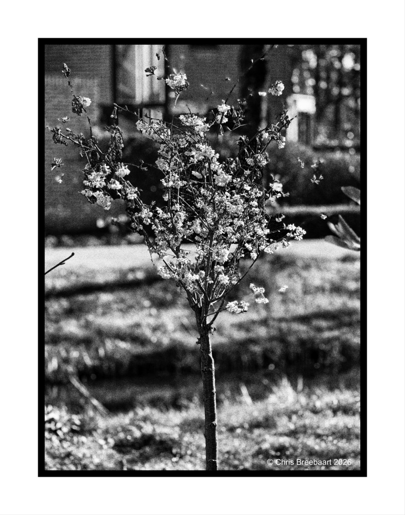 A small flowering tree stands prominently in the foreground, surrounded by a blurred background of grass and trees, captured in black and white.