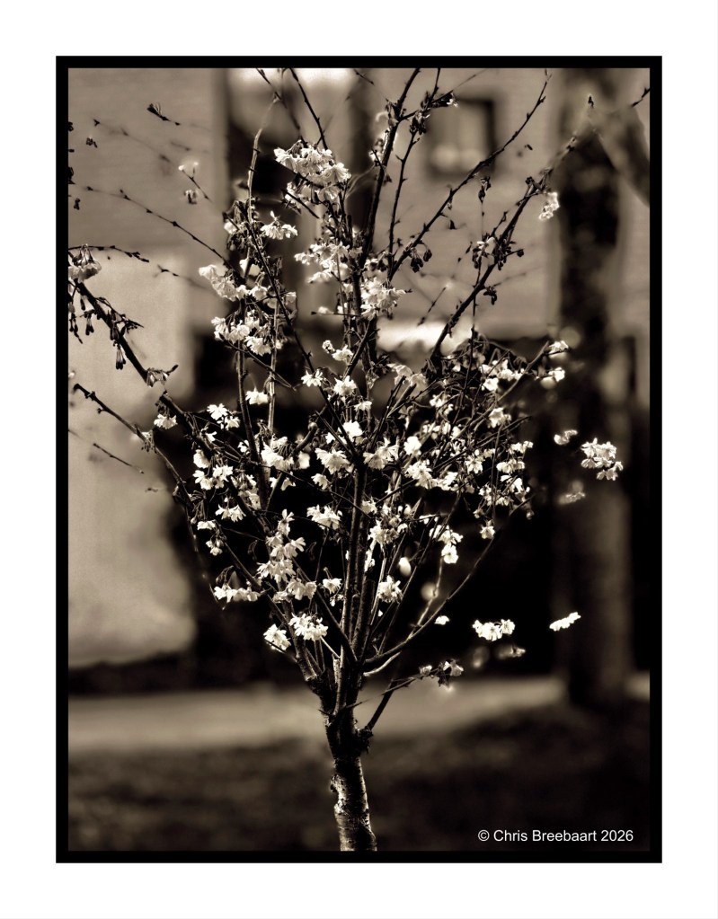 A monochromatic image of a flowering tree with delicate blossoms set against a blurred background.
