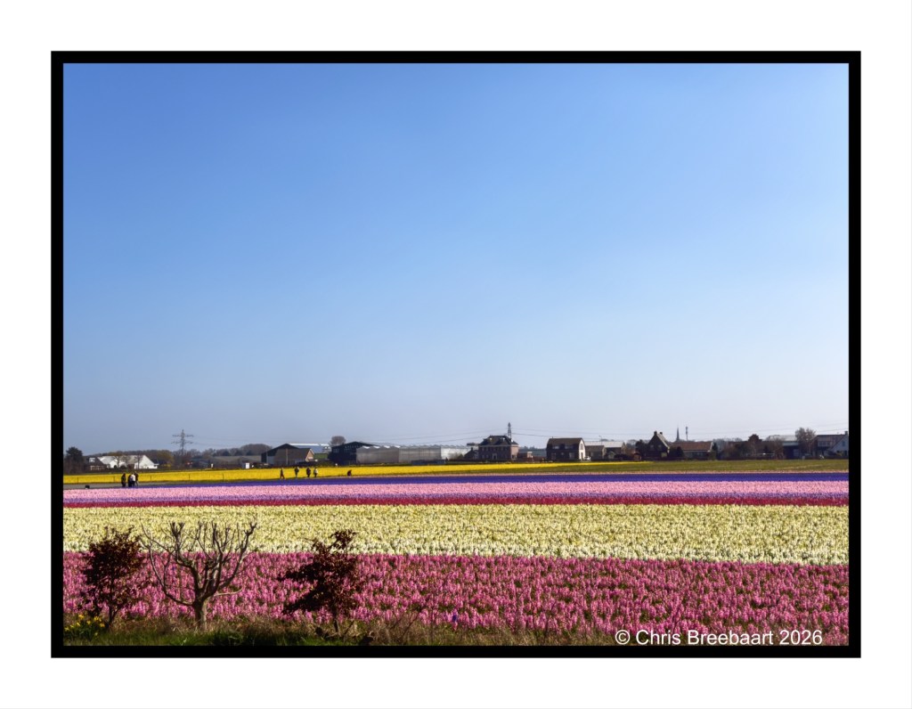 A vibrant field of tulips in various colors under a clear blue sky, with people walking in the distance.