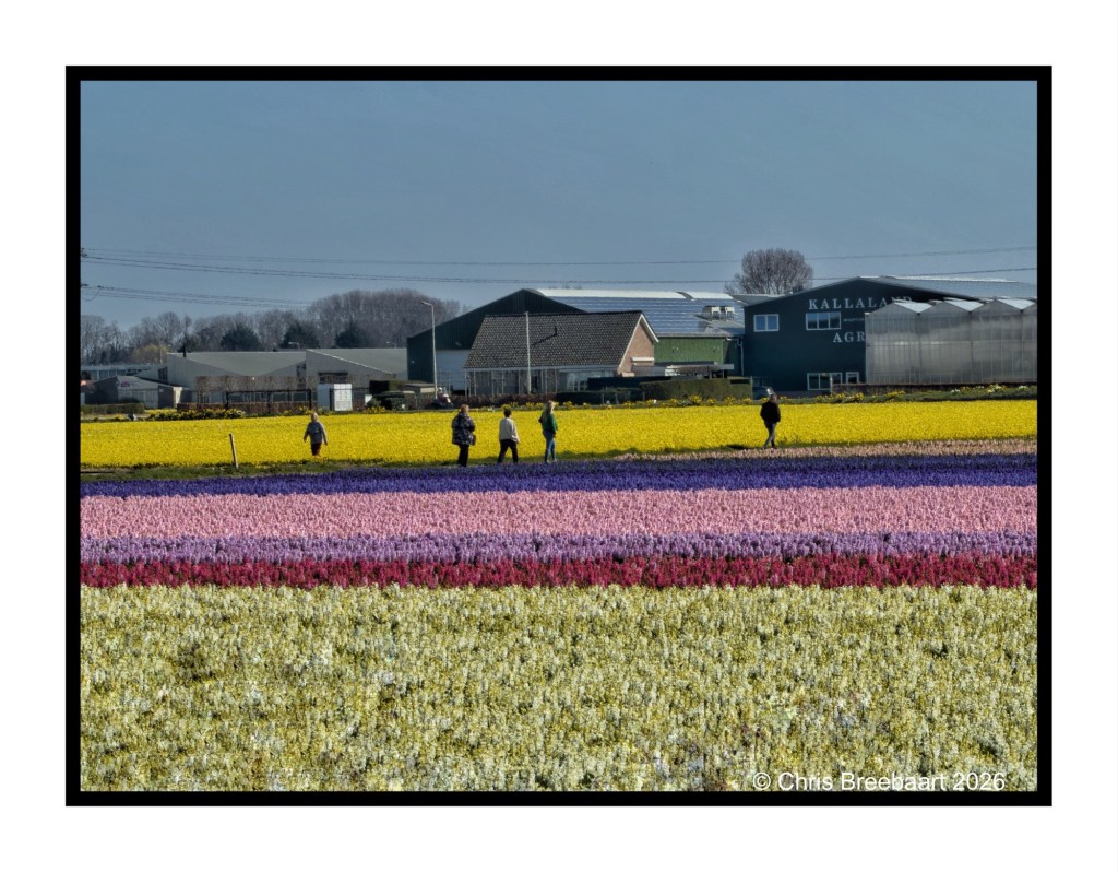 A vibrant field of colorful flowers with various hues of yellow, pink, purple, and white, and several people walking among the blooms, with agricultural buildings in the background.