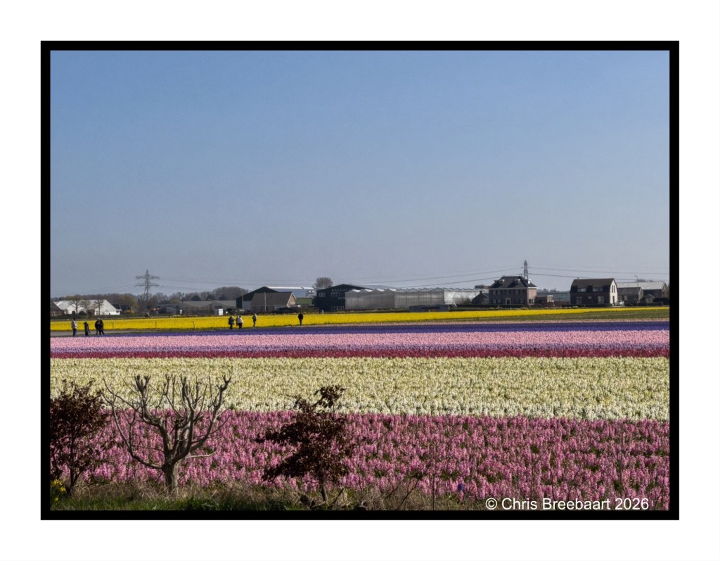 A vibrant field of colorful flowers, featuring rows of pink, purple, yellow, and white blooms, with people walking in the distance under a clear blue sky.