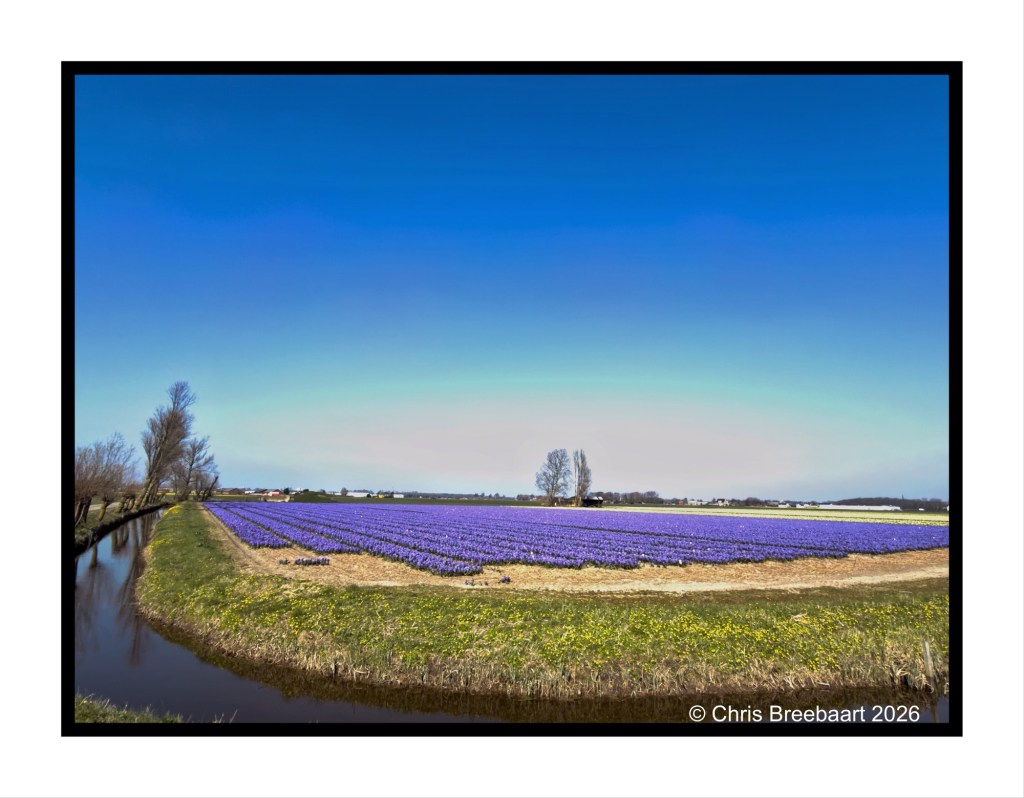 A wide landscape featuring a vibrant purple flower field under a clear blue sky, with a meandering stream and sparse trees in the background.