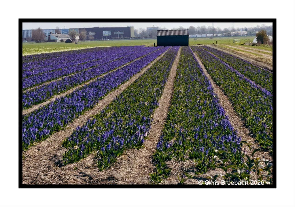 A vibrant field of purple flowers lined in neat rows, with a barn in the background and blue sky above.