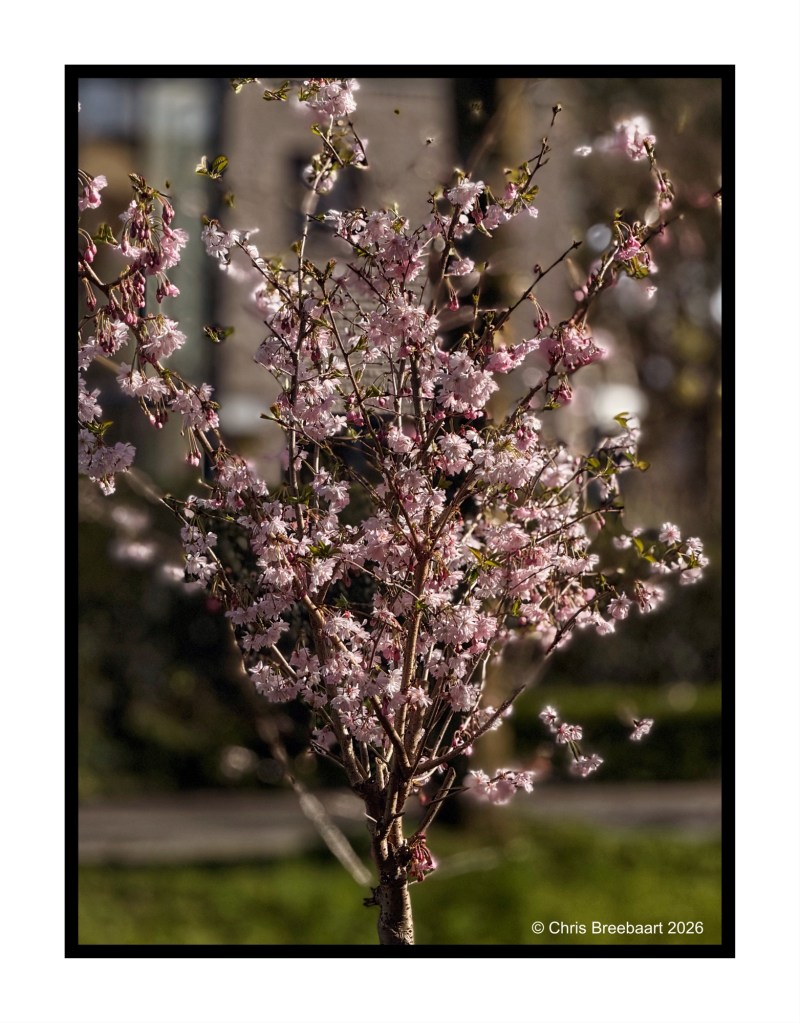 A flowering cherry tree with delicate pink blossoms against a blurred background.