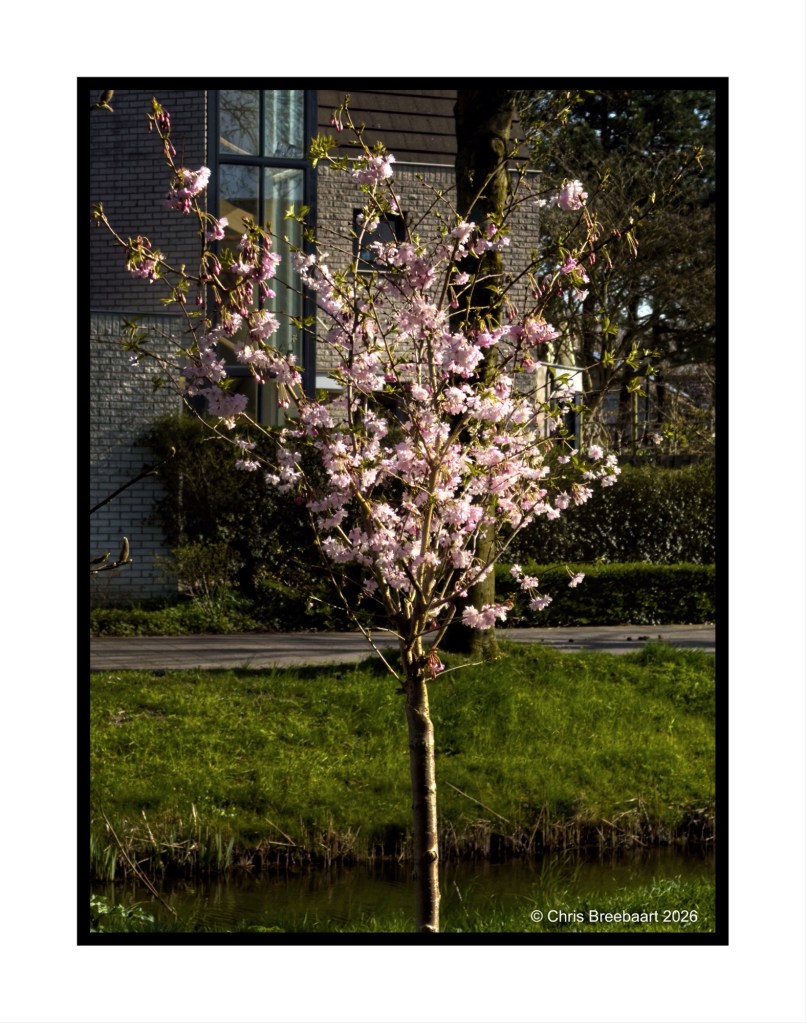 A pink flowering tree in a green park setting with a building in the background.