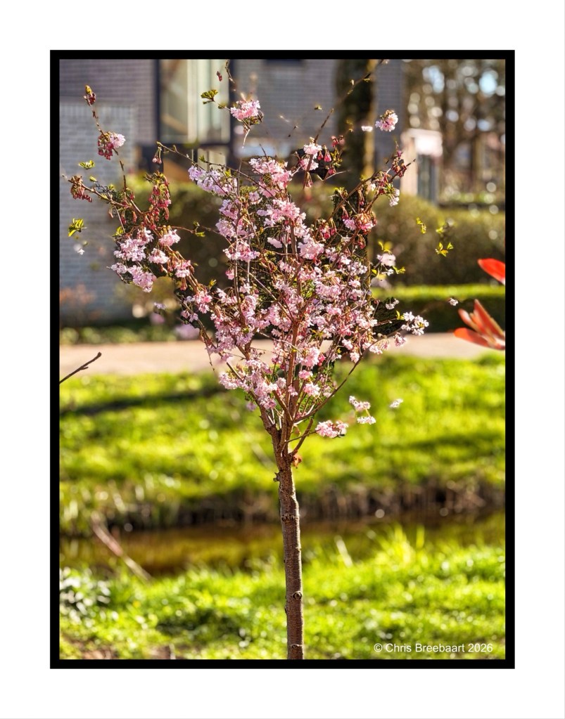 A small cherry blossom tree in full bloom with pink flowers, set against a green grassy background and a blurred building in the distance.