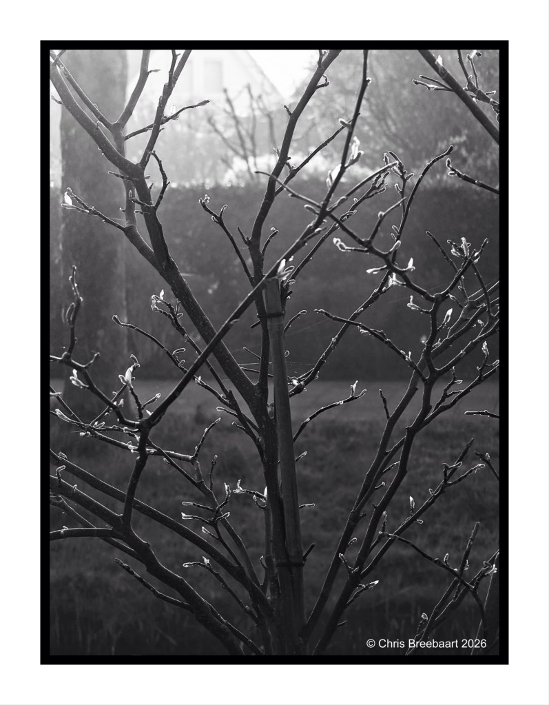 A close-up of a bare tree branch with small buds, captured in black and white, set against a misty background.