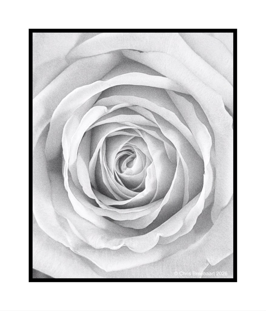 Close-up black and white image of a rose, showcasing the intricate layers of petals in a spiraling pattern.