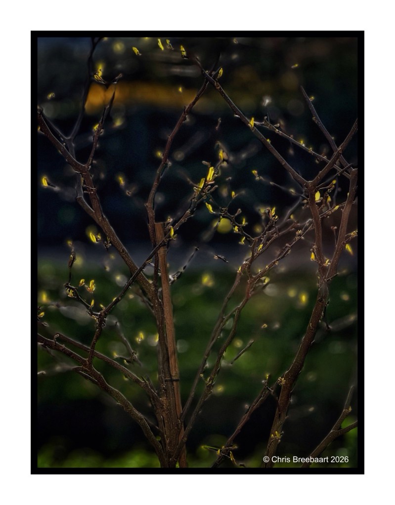Close-up of bare branches with small, budding leaves against a blurred green background.