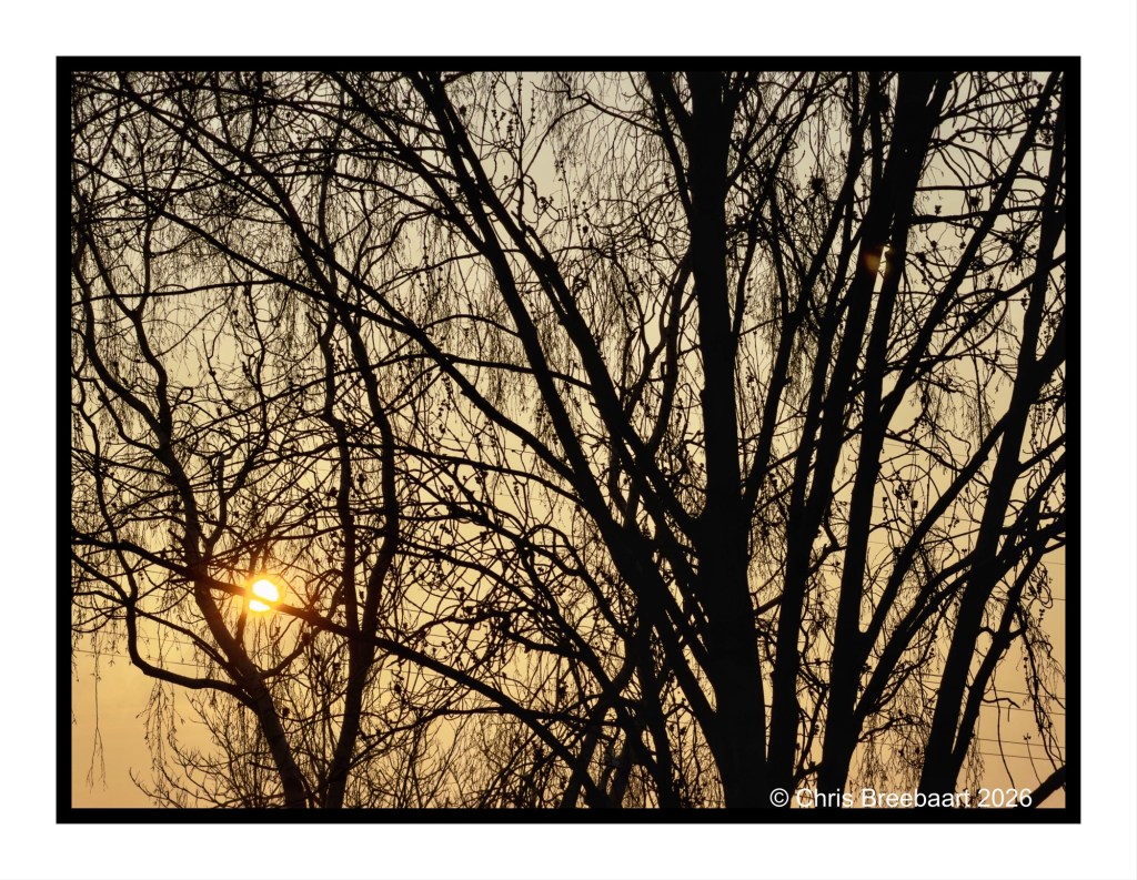 Silhouette of bare trees against a sunset sky with warm hues.