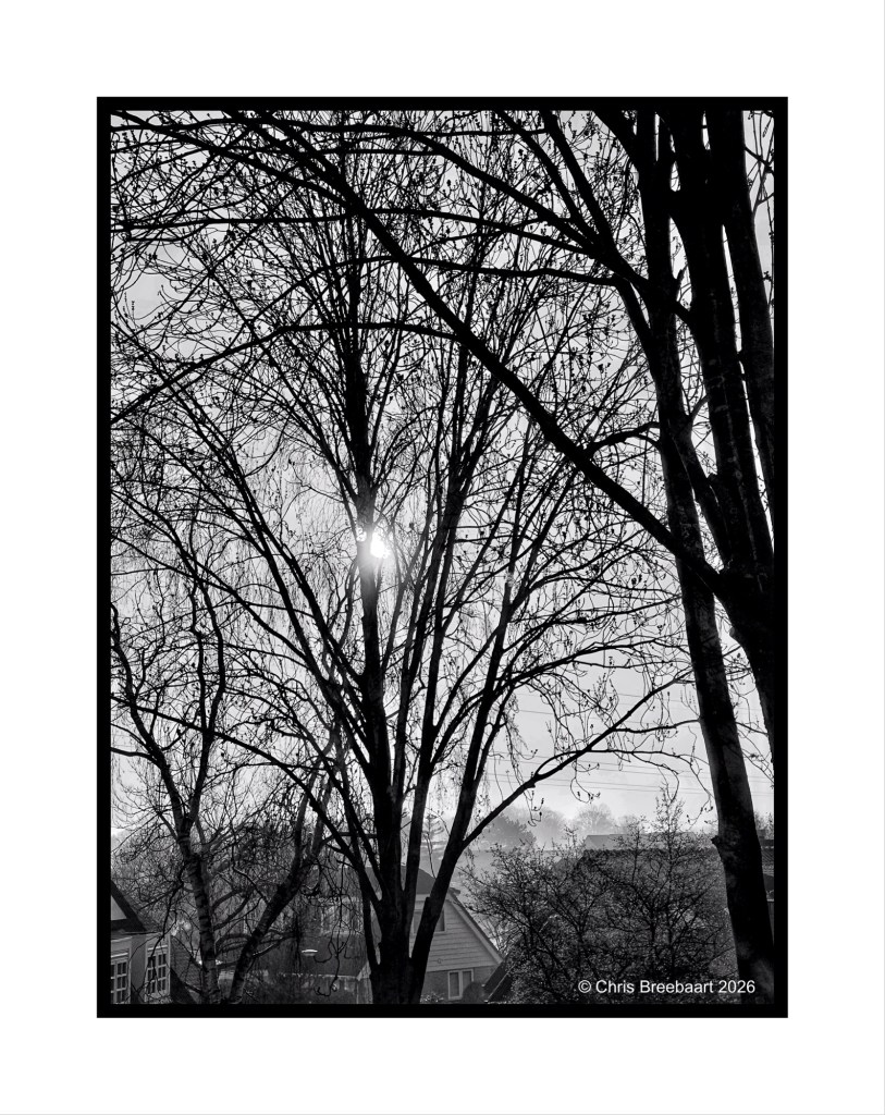 Silhouette of bare trees against a misty sky with the sun partially visible in black and white.