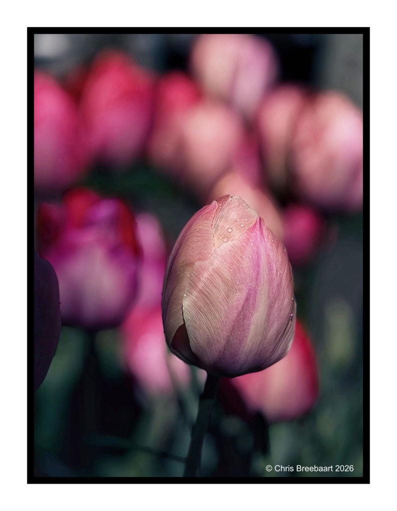 Close-up of a pink tulip with water droplets, surrounded by blurred pink tulips in the background.