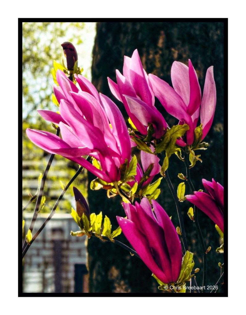 Close-up of vibrant pink magnolia flowers surrounded by green leaves against a blurred background.