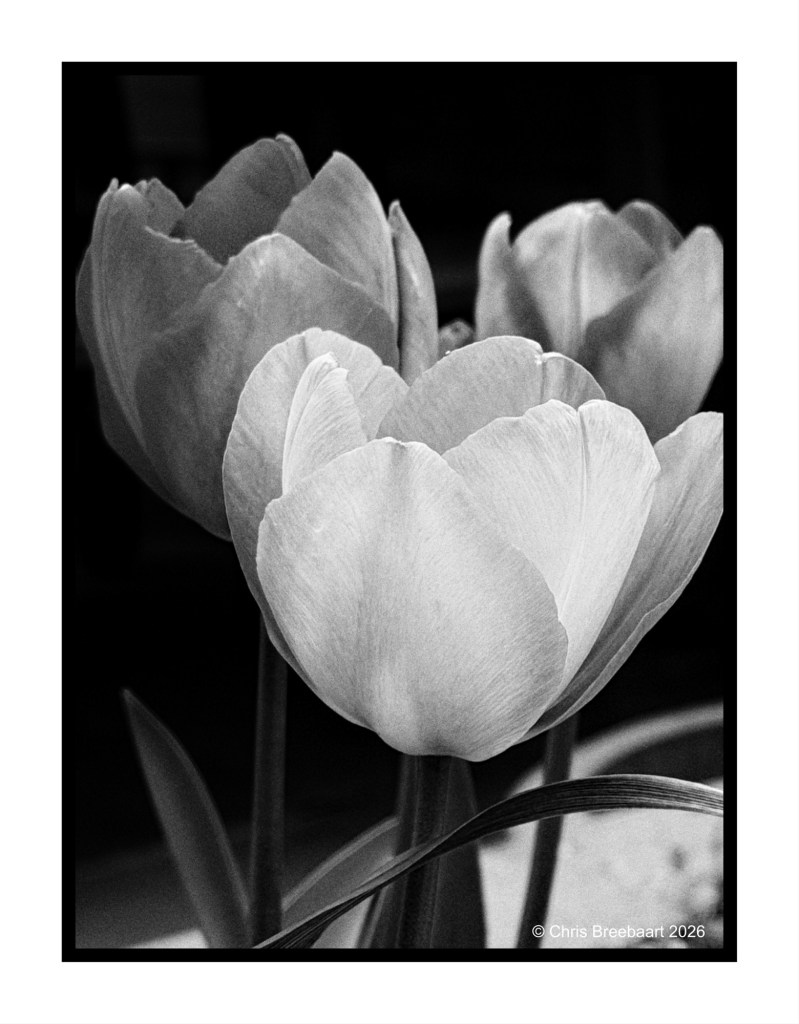 A close-up black and white photograph of blooming tulips, showcasing their soft petals and elegant shapes.