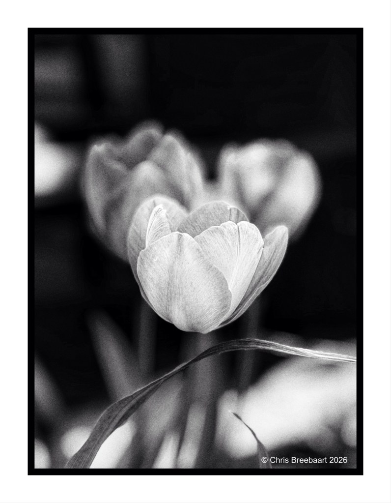 Close-up of white tulip flowers in black and white, with soft petals and blurred background.