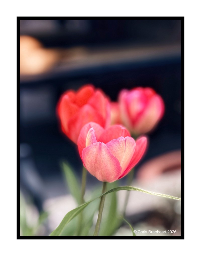 A close-up image of pink tulips with soft, blended petals and green leaves, set against a blurred background.