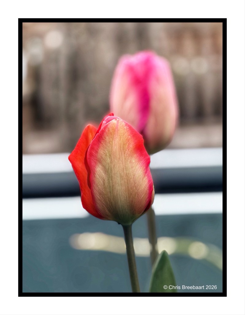 Two tulips in soft focus, one red-orange and the other pink, against a blurred background.