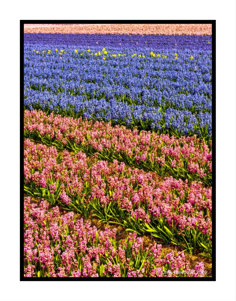 A vibrant field of multicolored flowers, featuring rows of pink, blue, and purple blooms, arranged in stripes with green foliage.