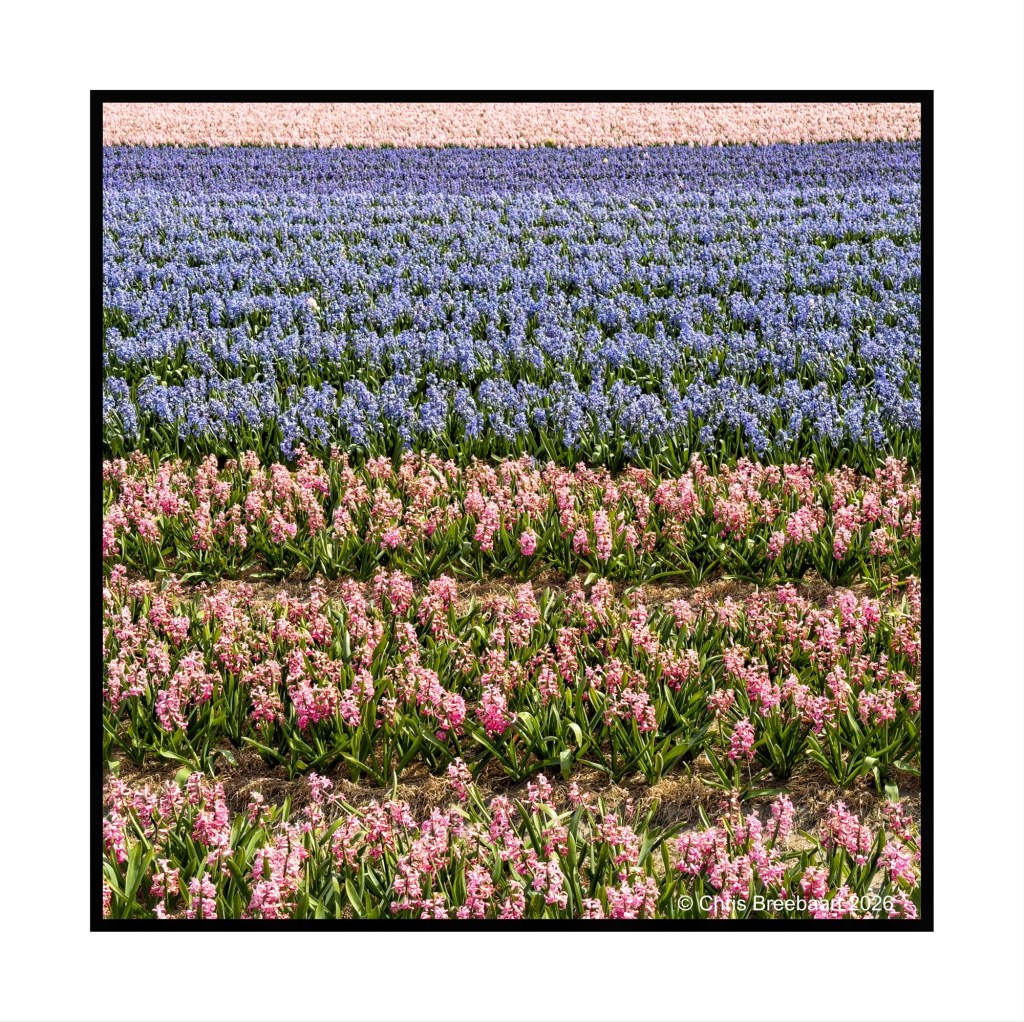 A colorful field of spring flowers featuring rows of blue and pink blooms in alternating patterns.
