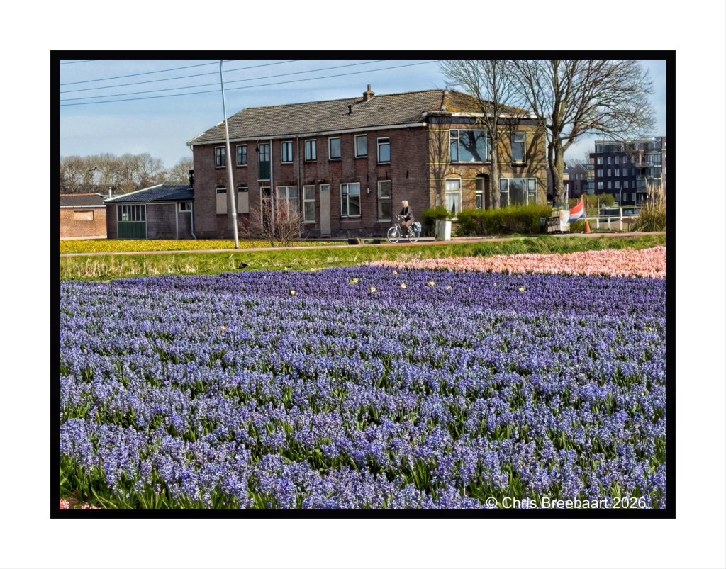 A vibrant field of purple flowers in the foreground with a cyclist riding along a path, and a residential building in the background.