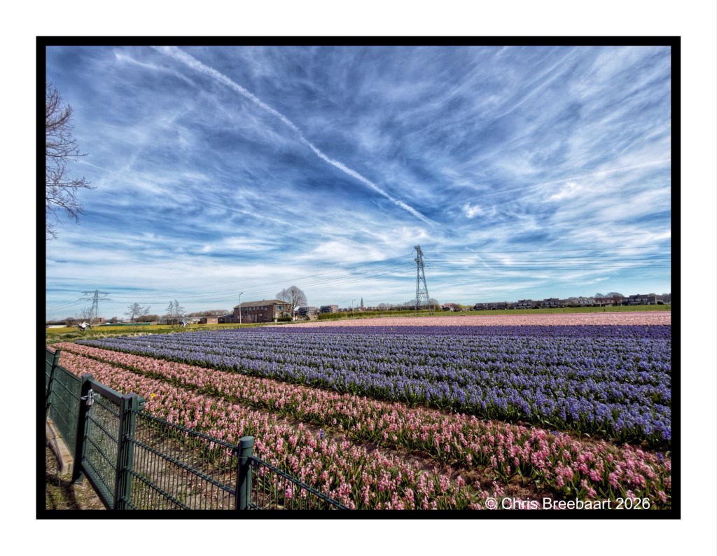Vibrant fields of pink and purple flowers with a blue sky and wispy clouds overhead, featuring a power line and a distant building.