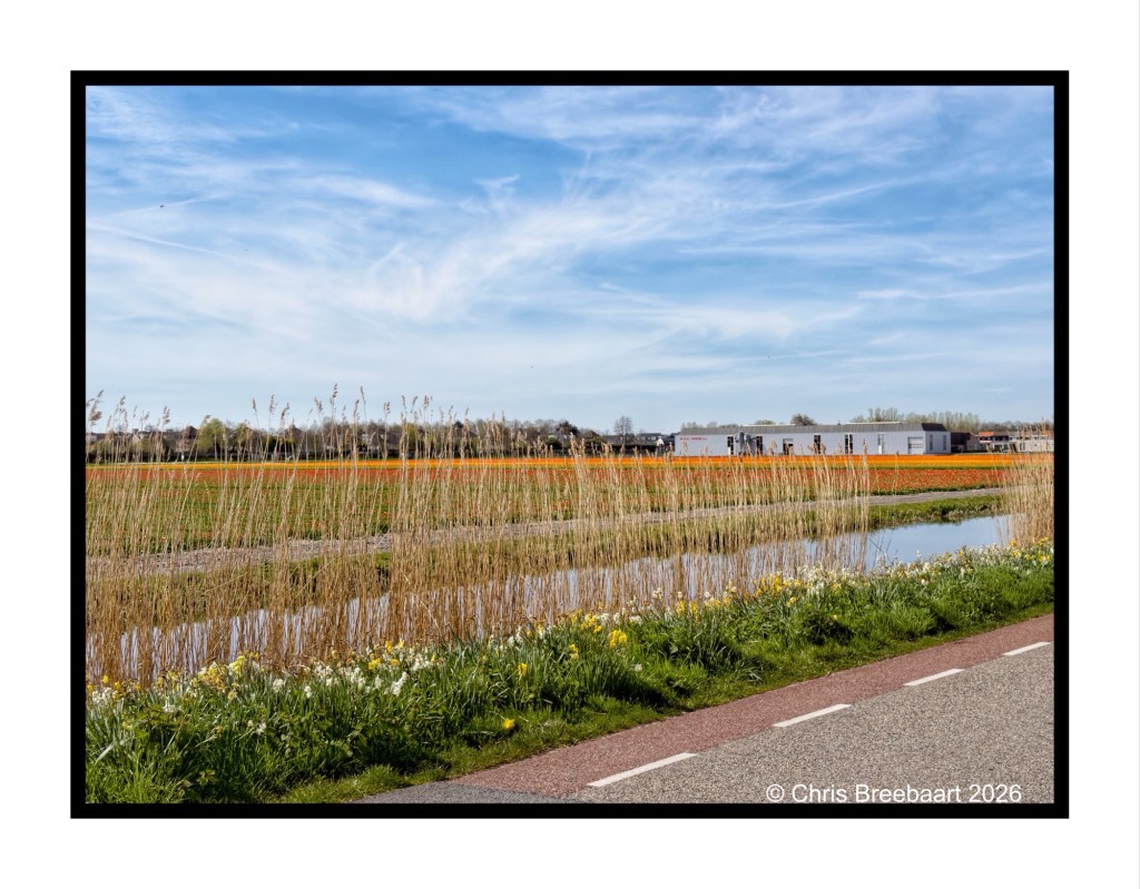 A scenic view of a rural landscape featuring a vibrant field of flowers, a clear blue sky, and a calm water body, with a path in the foreground.