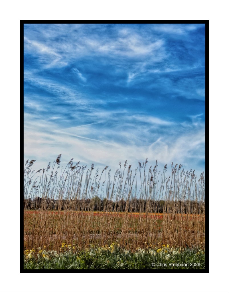 A scenic view of a field with tall grass and wildflowers in the foreground, under a blue sky with wispy clouds.