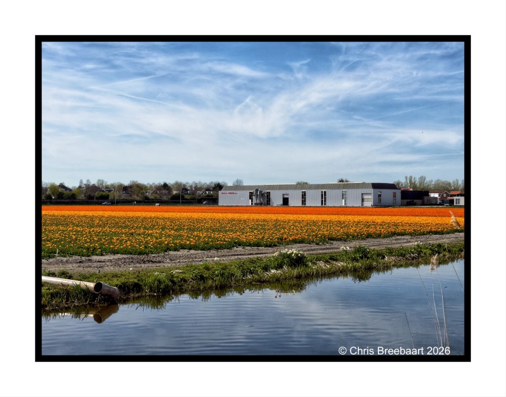 A vibrant orange tulip field in bloom with a modern building in the background, under a blue sky with wispy clouds, reflecting in a calm waterway in the foreground.