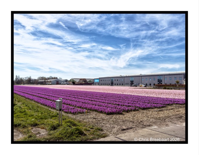 A vibrant field of purple flowers under a blue sky, with a modern building in the background.
