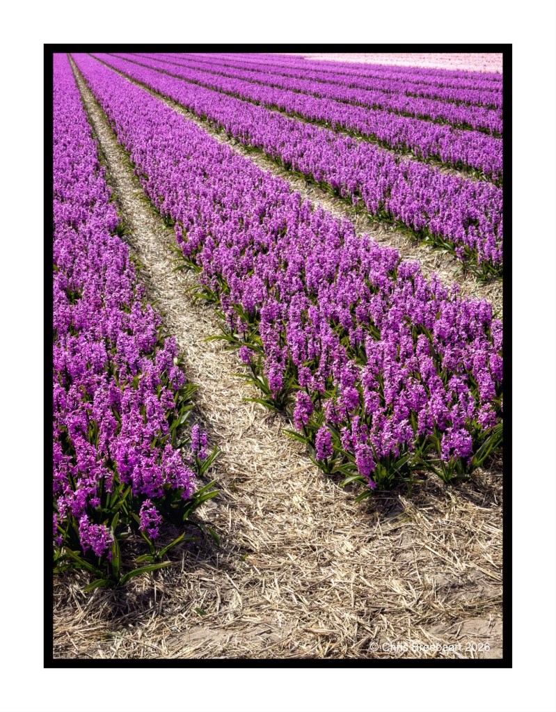 A vibrant field of purple flowers with neatly arranged rows and a central path running through them.