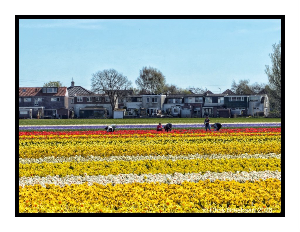 Workers tending to colorful flower fields with rows of yellow, purple, and red blooms in a rural setting, with houses in the background.