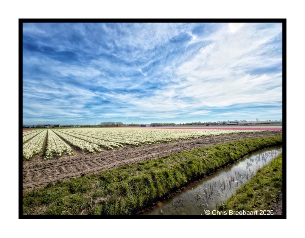 A picturesque landscape featuring rows of flowering plants in a field, with a clear blue sky and scattered clouds above. A small, shallow stream runs along the edge of the field, bordered by lush green grass.