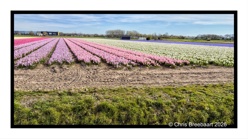 A vibrant field of blooming tulips arranged in rows, featuring colors like pink, white, and purple under a clear blue sky, with a grassy area in the foreground.
