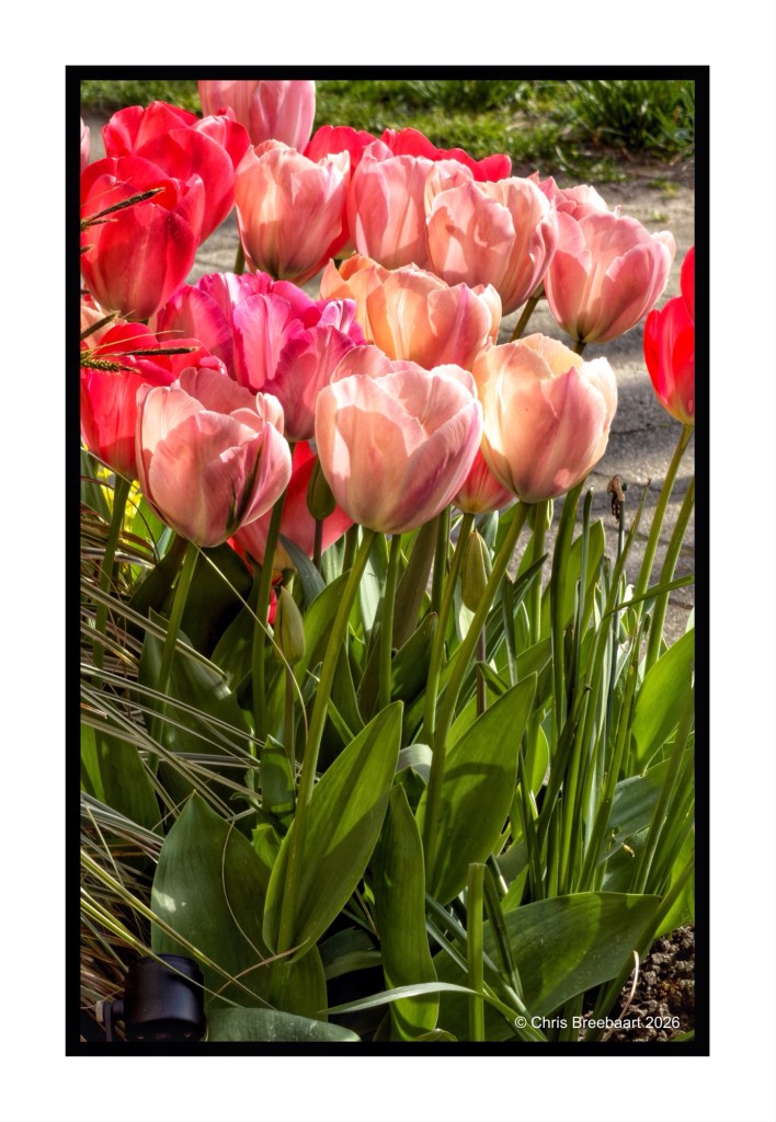 A colorful cluster of pink and red tulips surrounded by green leaves, captured in bright natural light.