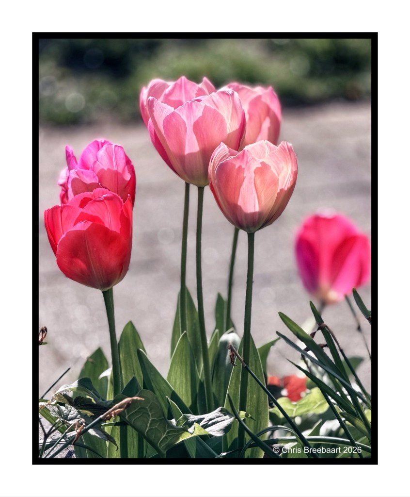 A cluster of pink and red tulips in full bloom, surrounded by green leaves, with a soft blurred background.