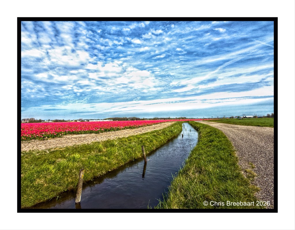 A scenic landscape featuring vibrant pink tulip fields under a blue sky with wispy clouds, alongside a winding path and a small stream bordered by green grass.