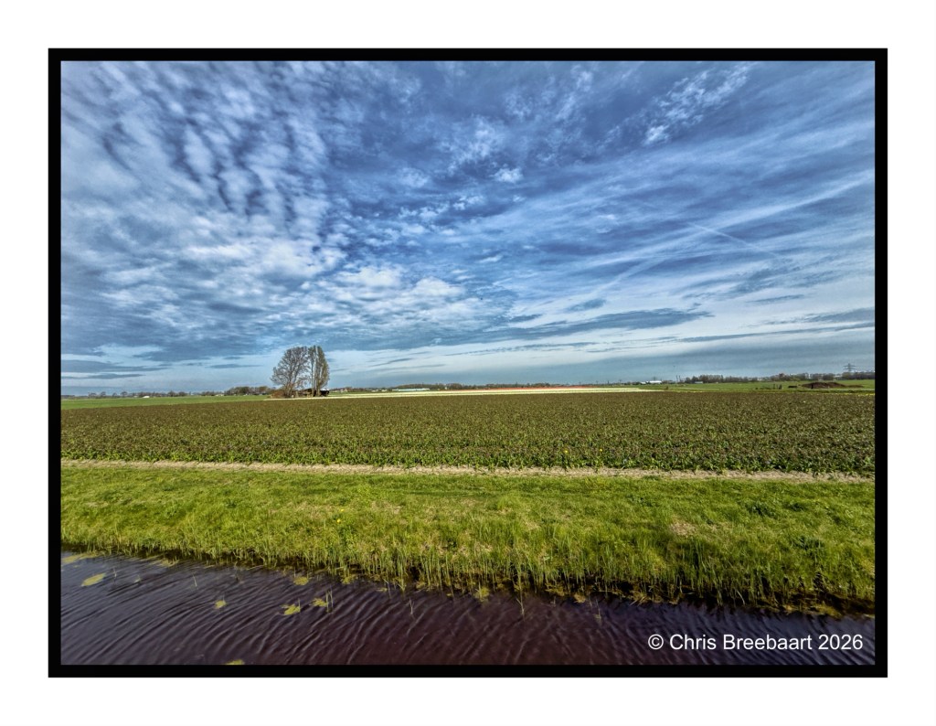 A scenic view of a green agricultural field under a blue sky with scattered clouds, featuring a small tree in the background and a waterway in the foreground.
