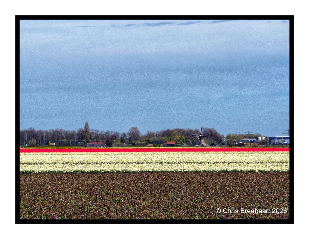A colorful field of blooming flowers with rows of red, white, and brown plants against a backdrop of a cloudy sky and distant windmill.
