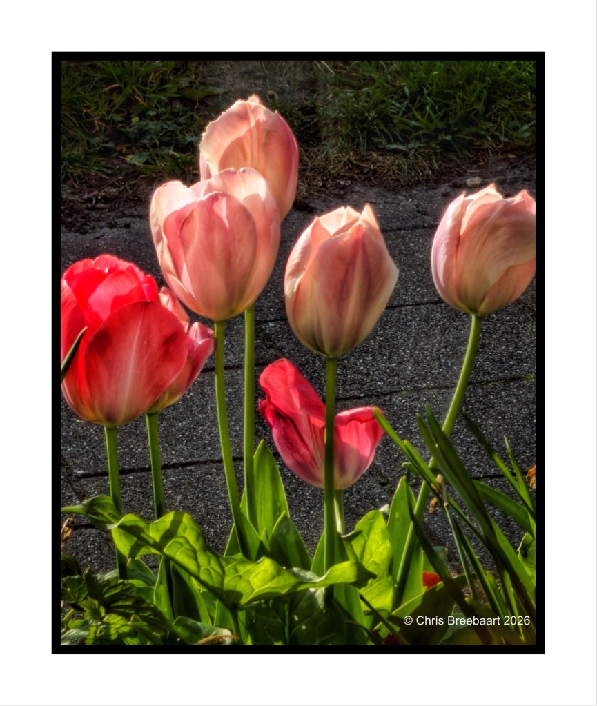 A cluster of pink and red tulips in full bloom surrounded by green leaves, set against a grey pavement background.