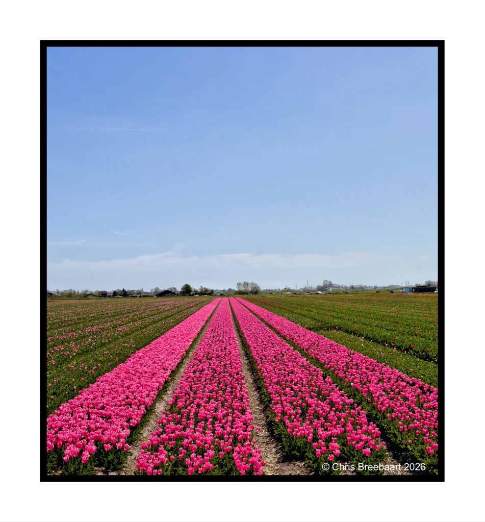 A vibrant field of pink tulips under a clear blue sky, with rows of flowers stretching into the distance.