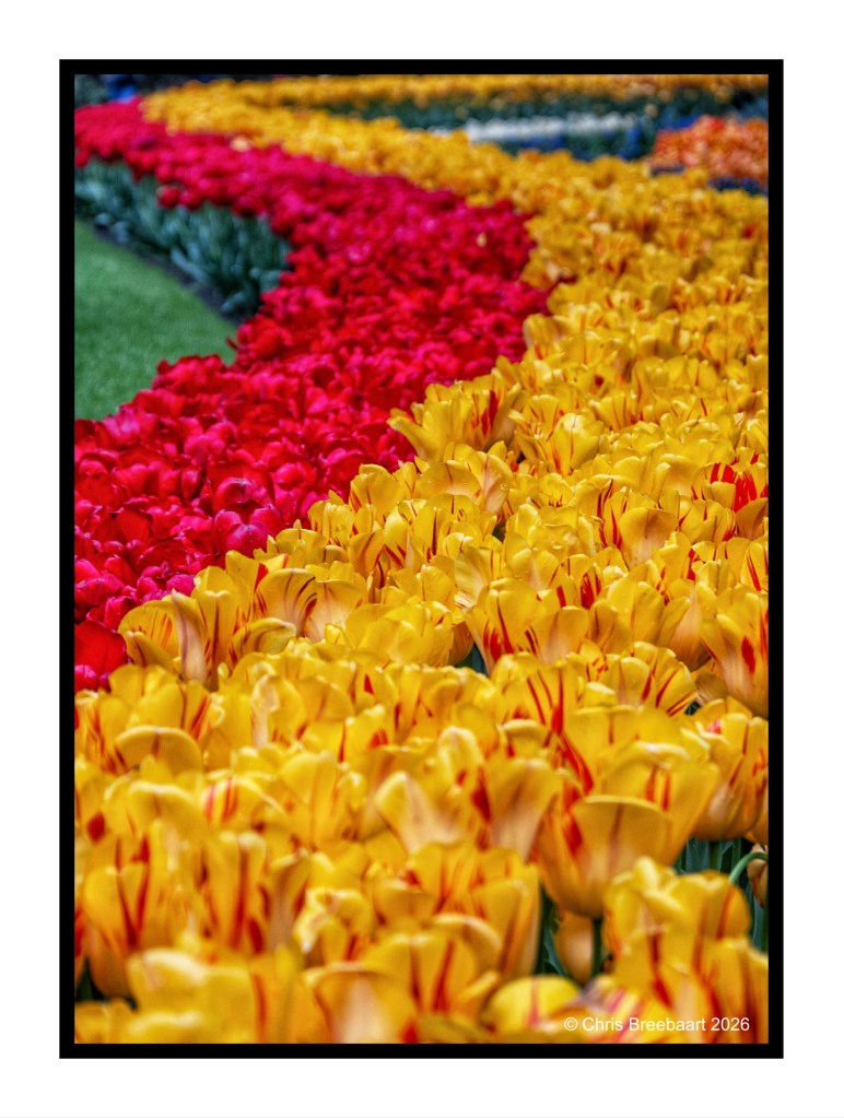 A vibrant field of yellow and red tulips arranged in wavy patterns, showcasing a colorful floral display.