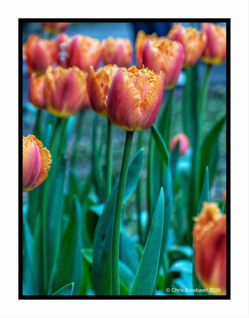 A close-up view of vibrant orange and pink tulips with fringed petals, surrounded by green leaves.