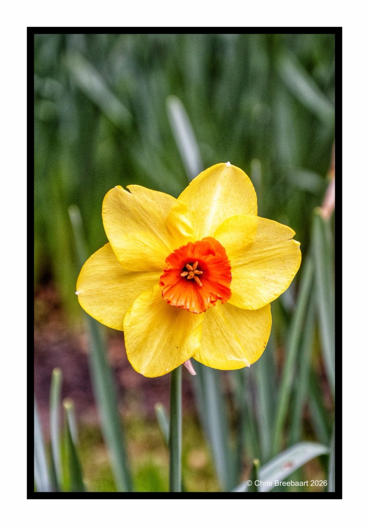 A close-up of a bright yellow daffodil with an orange center, surrounded by lush green foliage.