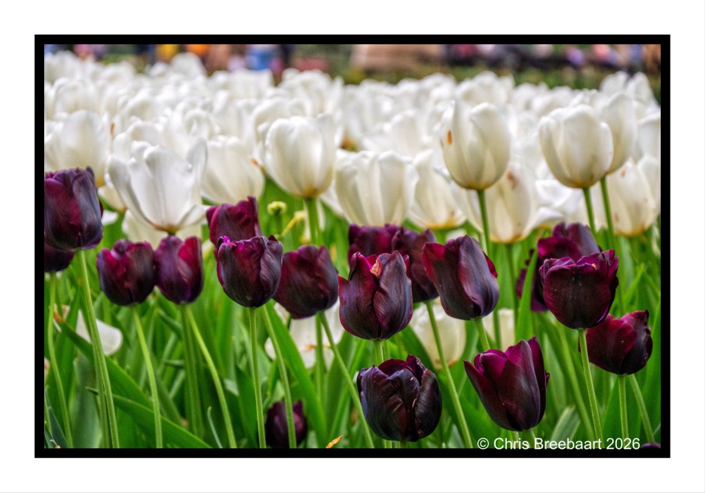 A vibrant display of purple and white tulips in a garden, with green leaves visible in the foreground.